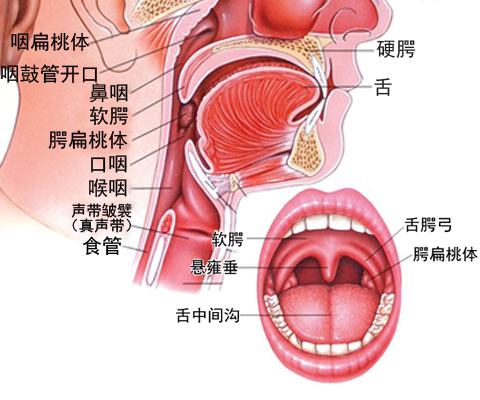 咽喉结构图